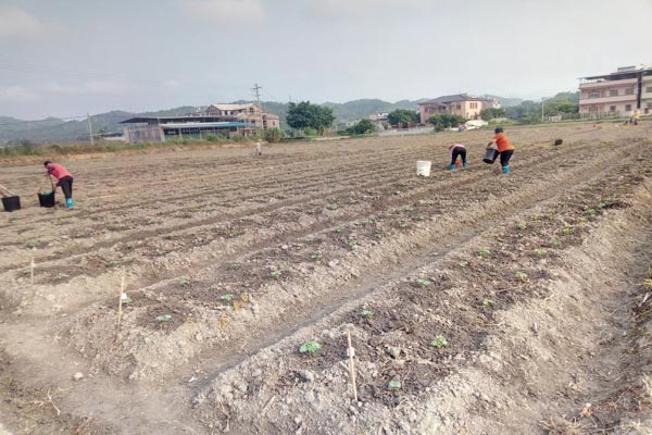 強惠苦瓜種植基地