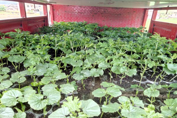 強惠苦瓜種植基地