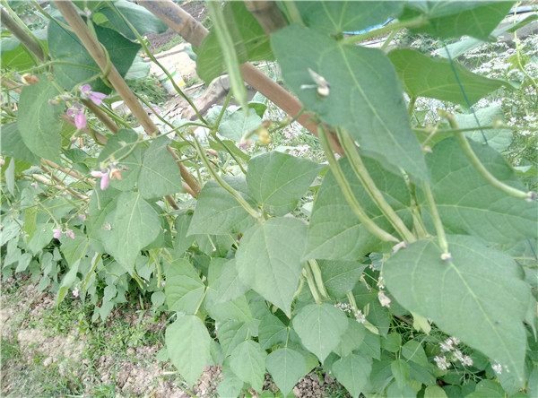 無(wú)公害蔬菜