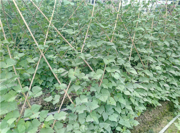 無(wú)公害蔬菜