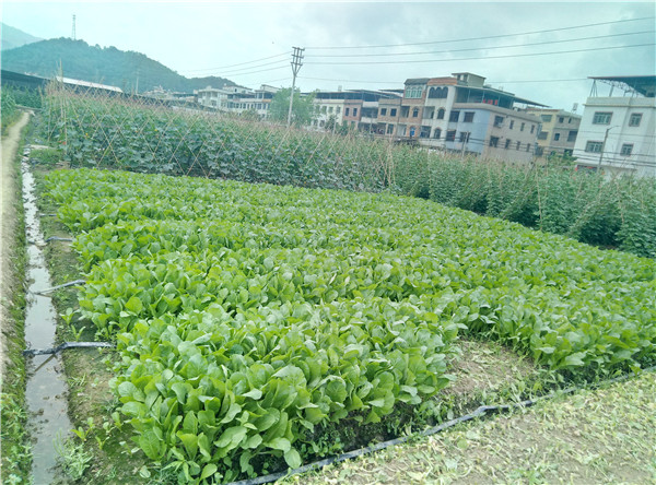 無(wú)公害蔬菜