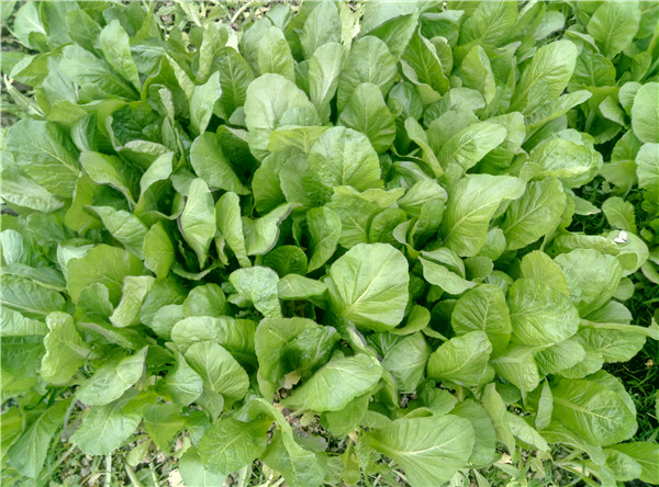 無(wú)公害蔬菜