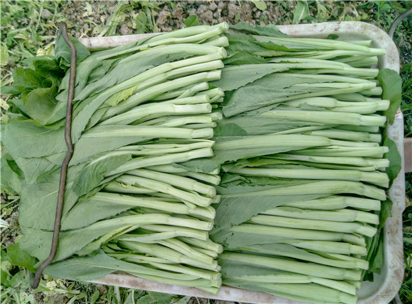 無(wú)公害蔬菜