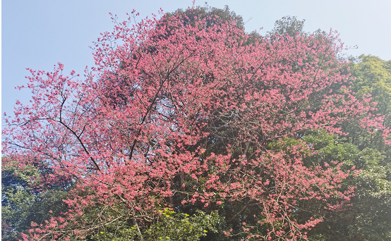 梅州梅江：全省唯一！這是一棵承載紅色故事的百年櫻花“夫妻樹(shù)”